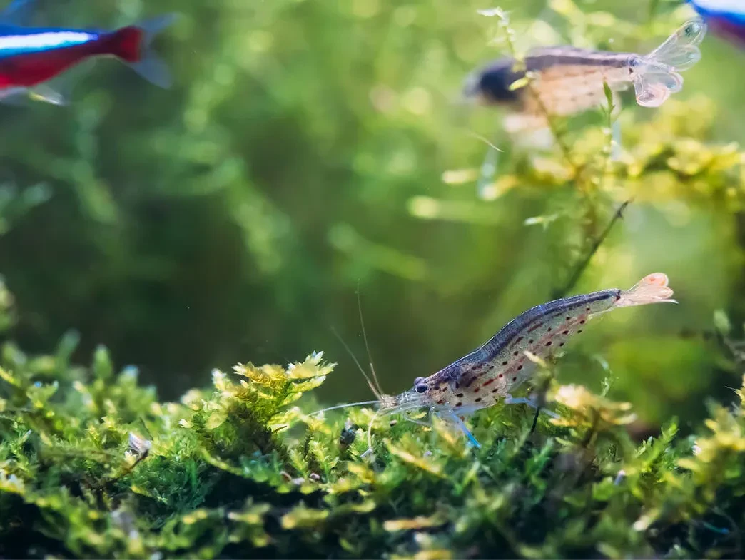 Biodiversity